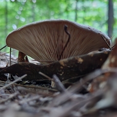 Lactarius argillaceifolius megacarpus