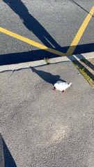 Columba livia domestica