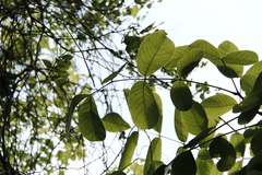 Bursera grandifolia