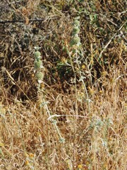 Marrubium incanum