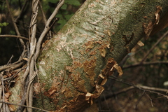 Bursera grandifolia