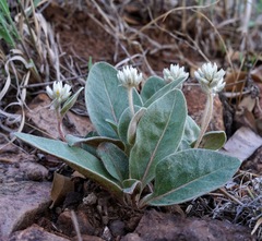 Gomphrena caespitosa