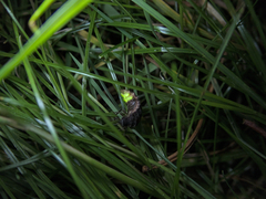 Lampyris noctiluca