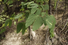 Bauhinia ungulata