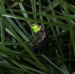 Lampyris noctiluca