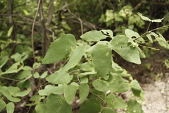 Bauhinia ungulata