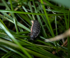 Lampyris noctiluca