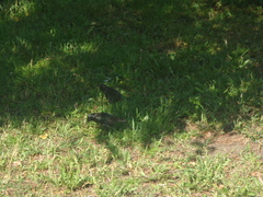 Sturnus vulgaris