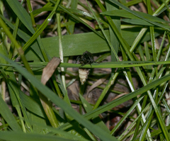 Lampyris noctiluca