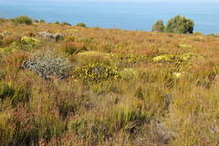 Cullumia carlinoides