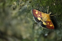 Pyrausta falcatalis