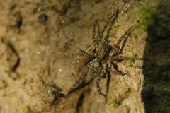 Arctosa maculata