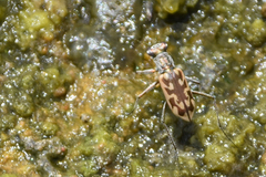 Ellipsoptera macra