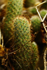 Mammillaria mazatlanensis
