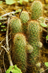 Mammillaria mazatlanensis