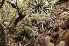 Mammillaria mazatlanensis
