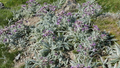 Carduus carlinoides
