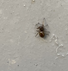 Steatoda bipunctata