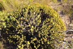 Cullumia carlinoides