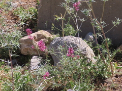 Centranthus longiflorus