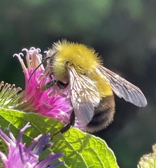 Bombus perplexus
