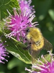 Bombus perplexus
