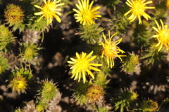 Cullumia carlinoides