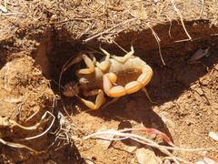 Aegaeobuthus nigrocinctus