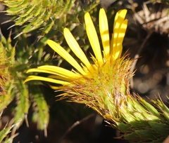 Cullumia carlinoides