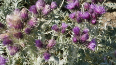 Carduus carlinoides