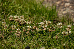 Trifolium repens