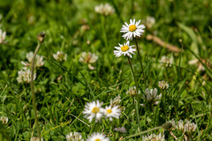 Bellis perennis