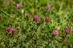 Trifolium pratense