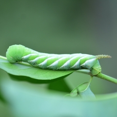 Psilogramma discistriga