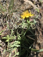 Agoseris monticola