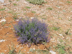 Teucrium orientale