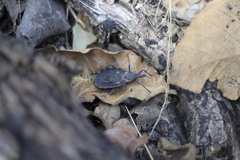 Triatoma longipennis