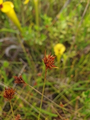 Rhynchospora ciliaris image