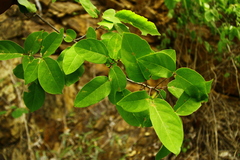 Bursera instabilis