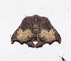 Thymistida tripunctata