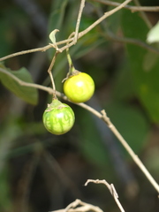 Solanum incanum