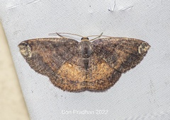 Astygisa albopunctata