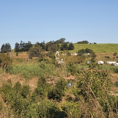 Melaleuca viminalis viminalis