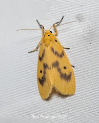 Miltochrista undulata