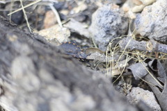 Triatoma longipennis