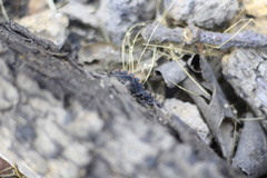 Triatoma longipennis