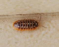 Armadillidium klugii