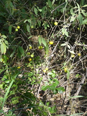 Solanum incanum