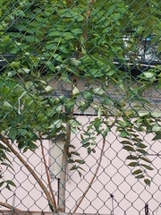 Ailanthus altissima