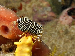 Gnathophyllum americanum